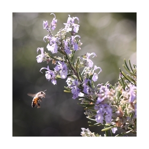 Κάδρο 40*40εκ. Μέλισσα. Εκτύπωση σε καμβά βαμβακερό 100% - πίνακες & κάδρα, φλοράλ, καλλιτεχνική φωτογραφία