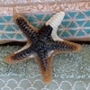 Tiny 20201123183932 73f53cc8 triple color starfish