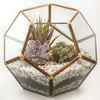 Tiny 20210430184220 31bad620 terrarium se schima