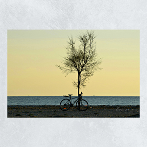 Μοναξιά.... ποδήλατο, δέντρο, θάλασσα, καμβάς, φωτογραφία-Αντίγραφο - πίνακες & κάδρα, καμβάς, παραλία - 2