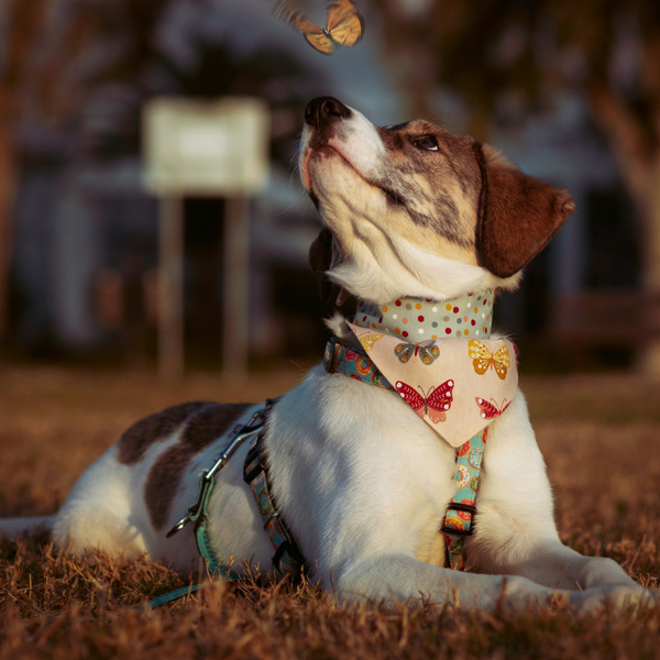 Μπαντάνα Σκύλου Βαμβακερή-Διπλής Όψης Πεταλούδες-Πουά (30-50εκ.) (SMALL-MEDIUM-LARGE) - πουά, διπλής όψης, πεταλούδες, μπαντάνες, 100% βαμβακερό - 2