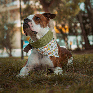 Μπαντάνα Σκύλου Βαμβακερή-Διπλής Όψης Βέλη-Πουά LARGE (50 εκ. Περίμετρο Λαιμού) - διπλής όψης, boho, μπαντάνες, 100% βαμβακερό - 2