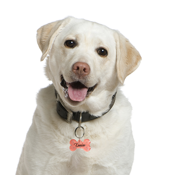 Ταυτότητα Σκύλου Ακρυλικό Κόκκαλο - customized, ταυτότητες, personalised, plexi glass, αξεσουάρ κατοικίδιων - 3