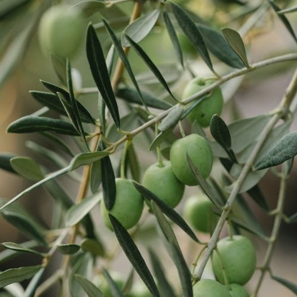 Χειροποίητο Φυσικό Σαπούνι Μαστίχα 70 gr - χεριού, προσώπου, σώματος - 5