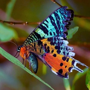 Πεταλούδα της Μαδαγασκάρης ουράνια. - γυαλί, πεταλούδα, κρεμαστά, μεγάλα, γάντζος - 3