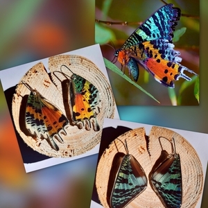 Πεταλούδα της Μαδαγασκάρης ουράνια. - γυαλί, πεταλούδα, κρεμαστά, μεγάλα, γάντζος - 4