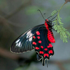 Μενταγιόν στρογγυλό από ατσάλι και αληθινά φτερά πεταλούδας - γυαλί, κοντά, ατσάλι, boho, μενταγιόν - 3