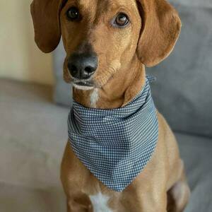 Cotton plaid dog & cat bandana 2 μεγέθη (S,M) - μπαντάνες - 2