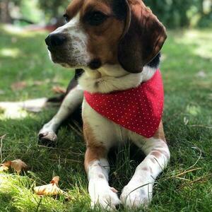 Medium luxury dog bandana - μπαντάνες - 2