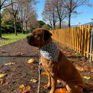 Viscose gray dog & cat bandana animal print, 2 μεγέθη (S,M) - βισκόζη, χειροποίητα, μπαντάνες - 2