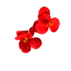 Tiny 20211201102357 0f2eb52e small pansy flowers
