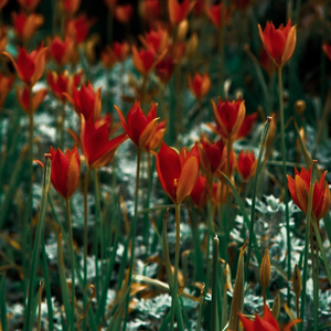 Printable Art|Photography "Field with red flowers". Ψηφιακό αρχείο - αφίσες - 2