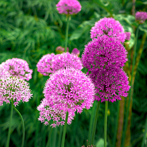 Printable Art|Photography "Field with purple and pink flowers". Ψηφιακό αρχείο - αφίσες, καλλιτεχνική φωτογραφία - 2