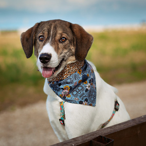 Μπαντάνα Σκύλου Βαμβακερή-Διπλής Όψης Νεκροκεφαλές-Πουά MEDIUM (40 εκ. Περίμετρο Λαιμού) - διπλής όψης, μπαντάνες, 100% βαμβακερό - 2