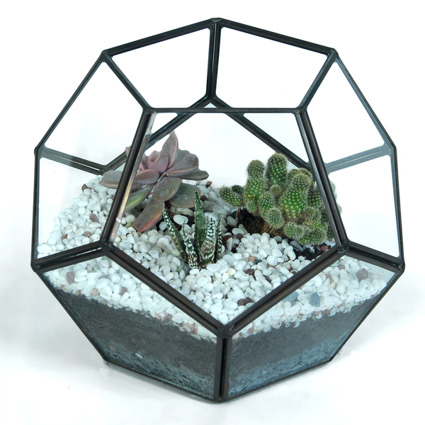 Πολυγωνικό terrarium