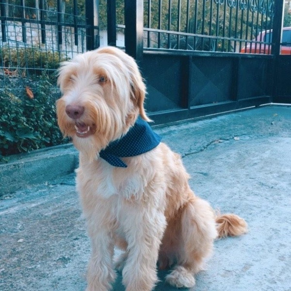 Cotton dog bandana blue eye, Large - βαμβάκι, χειροποίητα, μπαντάνες - 2