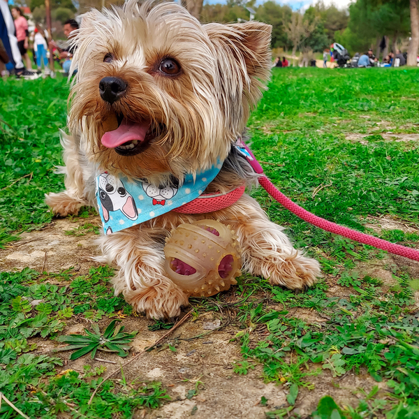 Μπαντάνα Σκύλου "Funky Bulldog" βαμβακερή, σε τρία μεγέθη (s,m,l) - χειροποίητα, μπαντάνες, 100% βαμβακερό - 4