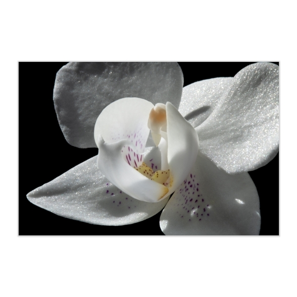 Κάδρο 30*20 | Λευκή ορχιδέα | Φωτογραφία Εκτυπωμένη σε Καμβά τελαρωμένο - πίνακες & κάδρα, διακόσμηση σαλονιού, ανοιξιάτικα λουλούδια