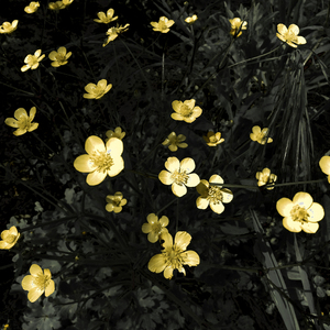 Printable Art|Photography "Yellow flowers". - Ψηφιακό αρχείο - 3