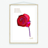 Tiny 20221014220725 6ca064f4 red conceptual rose