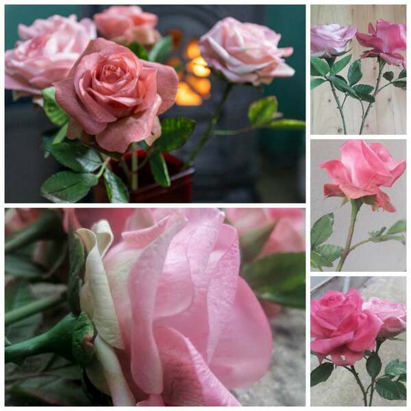 Ροζ Τριαντάφυλλα - διακοσμητικά - 2