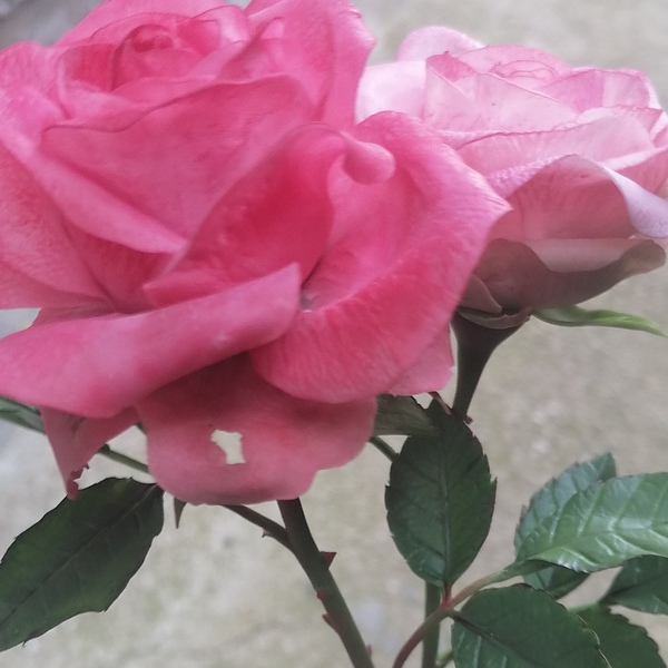 Ροζ Τριαντάφυλλα - διακοσμητικά - 3