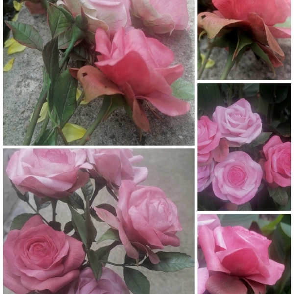 Ροζ Τριαντάφυλλα - διακοσμητικά - 4