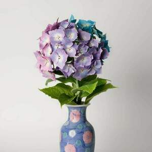 ΟΡΤΑΝΣΙΑ - διακοσμητικό, λουλούδι, δωρο για επέτειο - 2