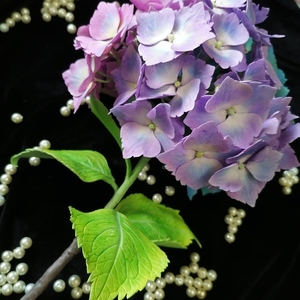 ΟΡΤΑΝΣΙΑ - διακοσμητικό, λουλούδι, δωρο για επέτειο - 4
