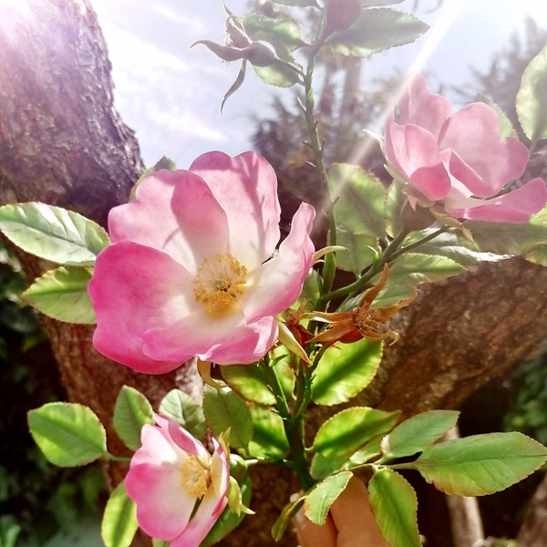 Αγρια τριανταφυλλια - λουλούδι, δωρο για επέτειο - 3
