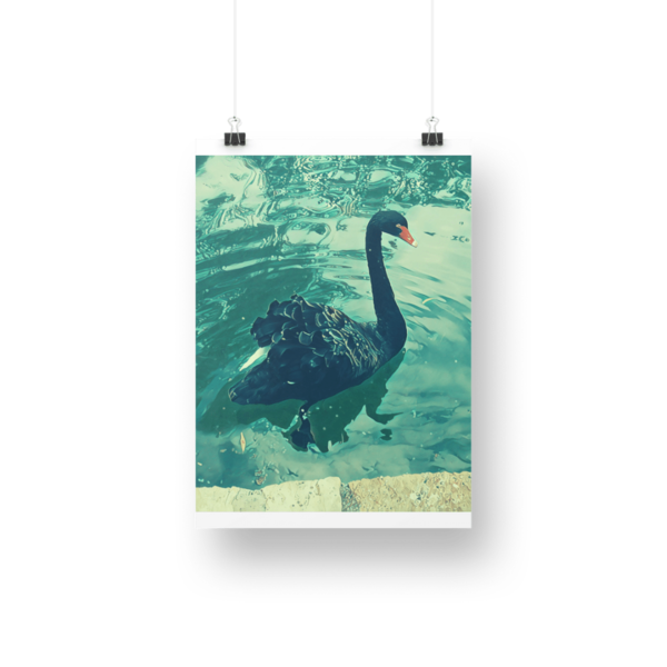 Μαύρος κύκνος σε λίμνη, αφίσα 40x50 εκ. έτοιμη προς εκτύπωση - αφίσες, πίνακες ζωγραφικής - 3