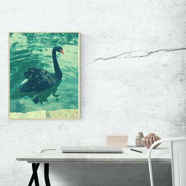 Μαύρος κύκνος σε λίμνη, αφίσα 40x50 εκ. έτοιμη προς εκτύπωση - αφίσες, πίνακες ζωγραφικής - 4