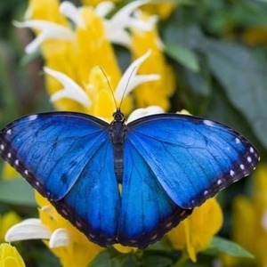 Μπλε / Καφέ διπλής όψεως σκουλαρίκια με αληθινά φτερά πεταλούδας και γάτους από χειρουργικό ατσάλι. - πεταλούδα, ατσάλι, boho, κρεμαστά, γάντζος - 3