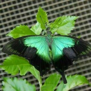 Σκουλαρίκια με αληθινά φτερά πεταλούδας σε αποχρώσεις πράσινο /μαύρο καλυμμένα με ρητίνη και γάντζους από υποαλλεργικό χειρουργικό ατσάλι. - πεταλούδα, ατσάλι, boho, κρεμαστά, γάντζος - 2
