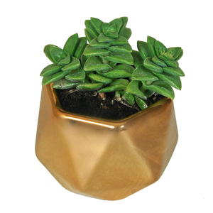 Crassula( κρασσούλα) Springtime