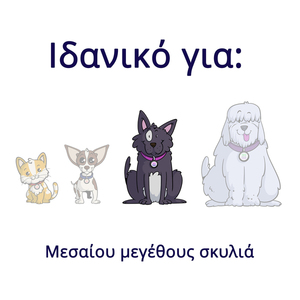 MEDIUM Ταυτότητα Κατοικιδίου qr4pets σε 3 χρώματα / Q2104 - ταυτότητες - 4