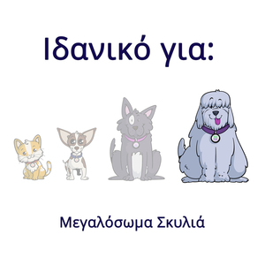 LARGE Ταυτότητα Κατοικιδίου qr4pets σε 3 χρώματα / Q2107 - ταυτότητες - 4