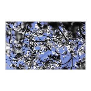 Κάδρο 50*28 εκ.| Άνθιση σε Μπλε | Φωτογραφία Εκτυπωμένη σε Καμβά Βαμβακερό 100% - πίνακες & κάδρα, λουλούδι, διακόσμηση σαλονιού