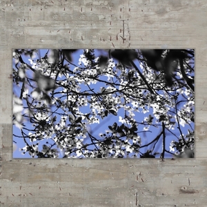 Κάδρο 50*28 εκ.| Άνθιση σε Μπλε | Φωτογραφία Εκτυπωμένη σε Καμβά Βαμβακερό 100% - πίνακες & κάδρα, λουλούδι, διακόσμηση σαλονιού - 2