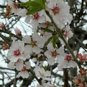 Ασημένιο Δαχτυλίδι - watch me blossom I - ασήμι 925, μεγάλα, αυξομειούμενα - 4