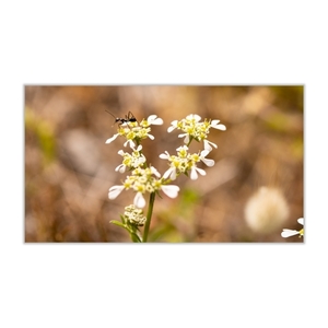 Κάδρο 50*28 εκ.| Μυρμήγκι | Φωτογραφία Εκτυπωμένη σε Καμβά τελαρωμένο - πίνακες & κάδρα, διακόσμηση σαλονιού