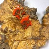 Tiny 20230516203838 fd98bba1 red leaf
