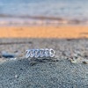 Tiny 20230724081406 d0f098cc chain dachtylidi alysida