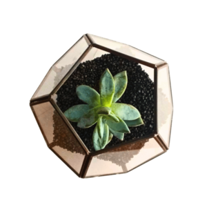 Blue-black reflectons terrarium
