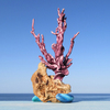 Tiny 20231230170856 309fb51d koralli driftwood art