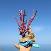 Tiny 20231230170857 ea4f8fef koralli driftwood art