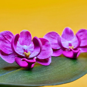 Χειροποίητο κρεμαστό σκουλαρίκι Ορχιδέας | ατσάλι πολυμερικός πηλός λουλούδια floral ανοιξιάτικο μοναδικό φούξια - λουλούδι, ατσάλι, boho, νυφικά, μεγάλα - 4