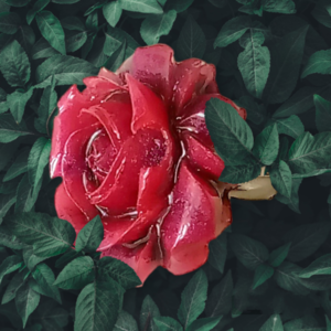 Δαχτυλίδι τριαντάφυλλο από υγρό γυαλί - μπρούντζος, μεγάλα, δώρα γενεθλίων, αυξομειούμενα, δώρα για γυναίκες - 5