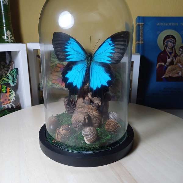 Γυαλινος θόλος με αληθινή μπλε πεταλούδα - γυαλί, πεταλούδα, boho, διακοσμητικά