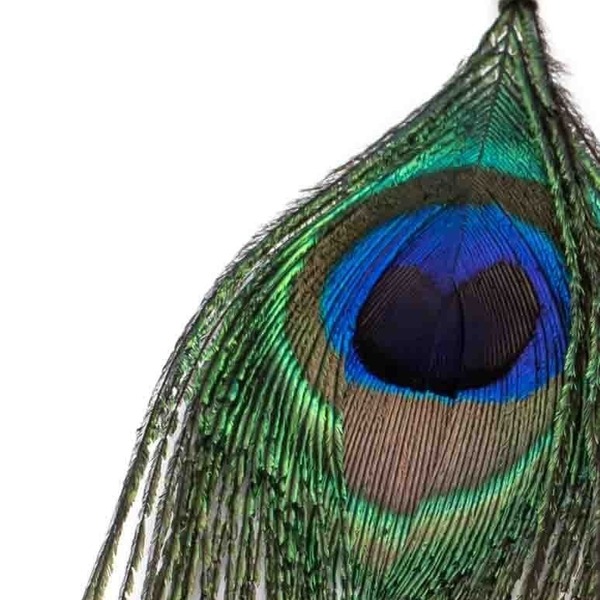 Σκουλαρικια με Φυσικά φτερά Παγωνιου - φτερό, ατσάλι, boho, μεγάλα - 2